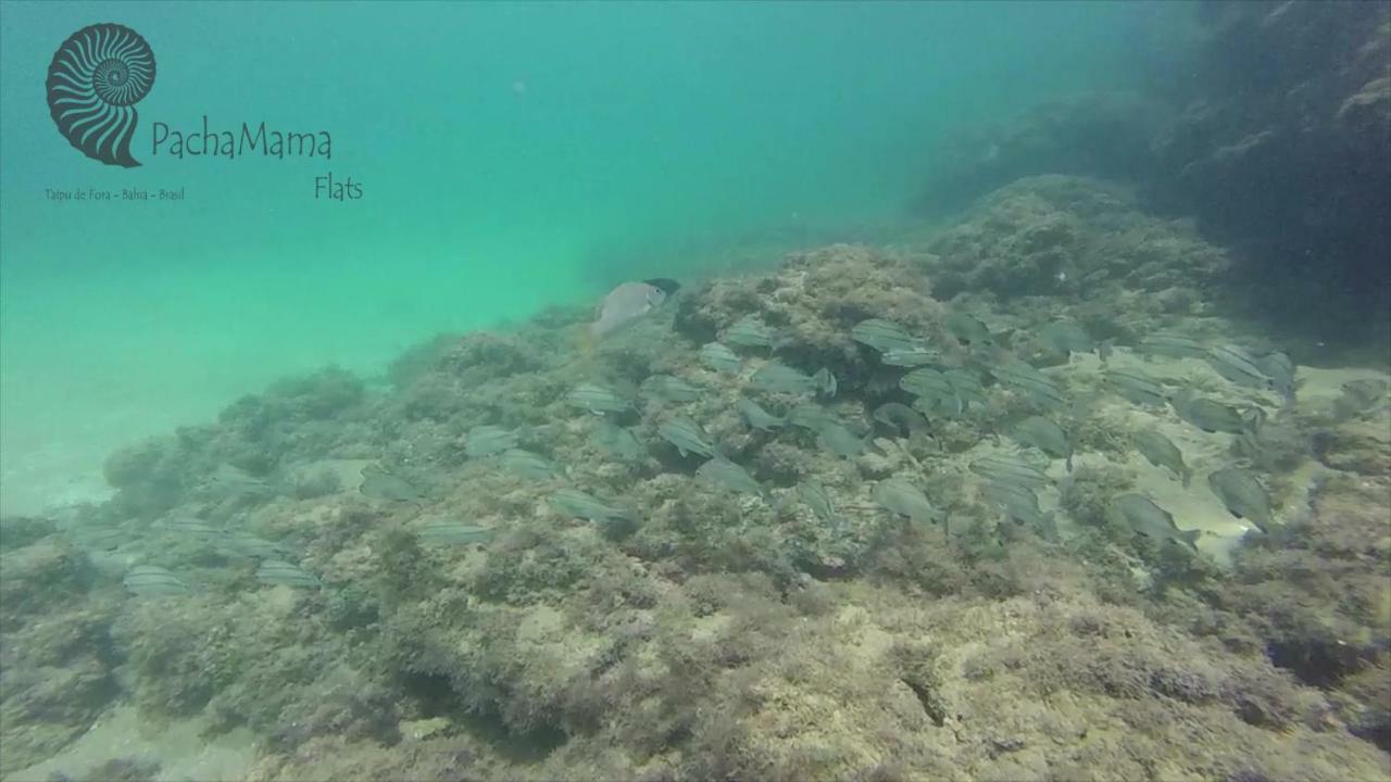 Pachamama Flats - Taipu De Fora Lägenhet Barra Grande  Exteriör bild